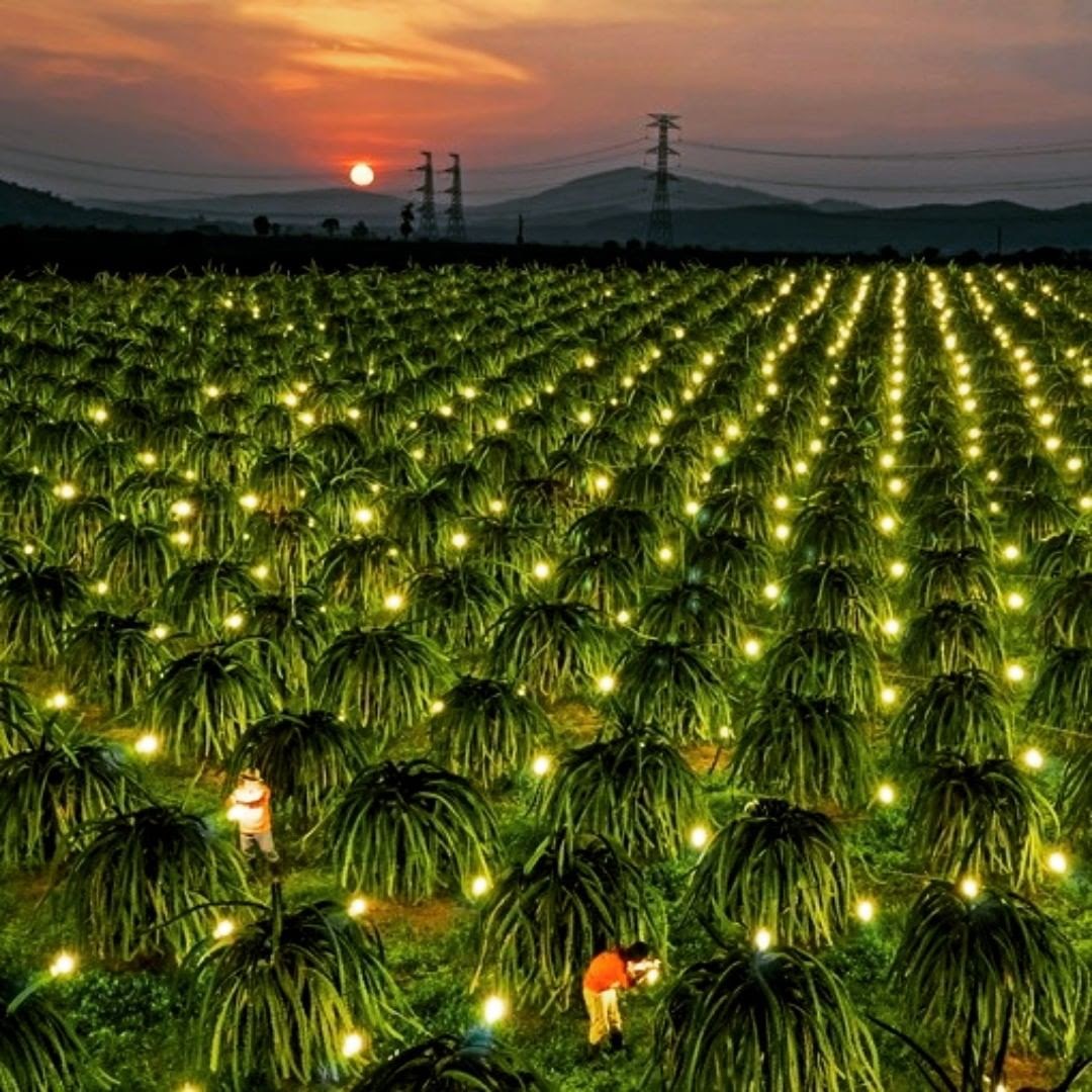 BỘI THU KHI SỬ DỤNG ĐÈN LED CHIẾU SÁNG THANH LONG